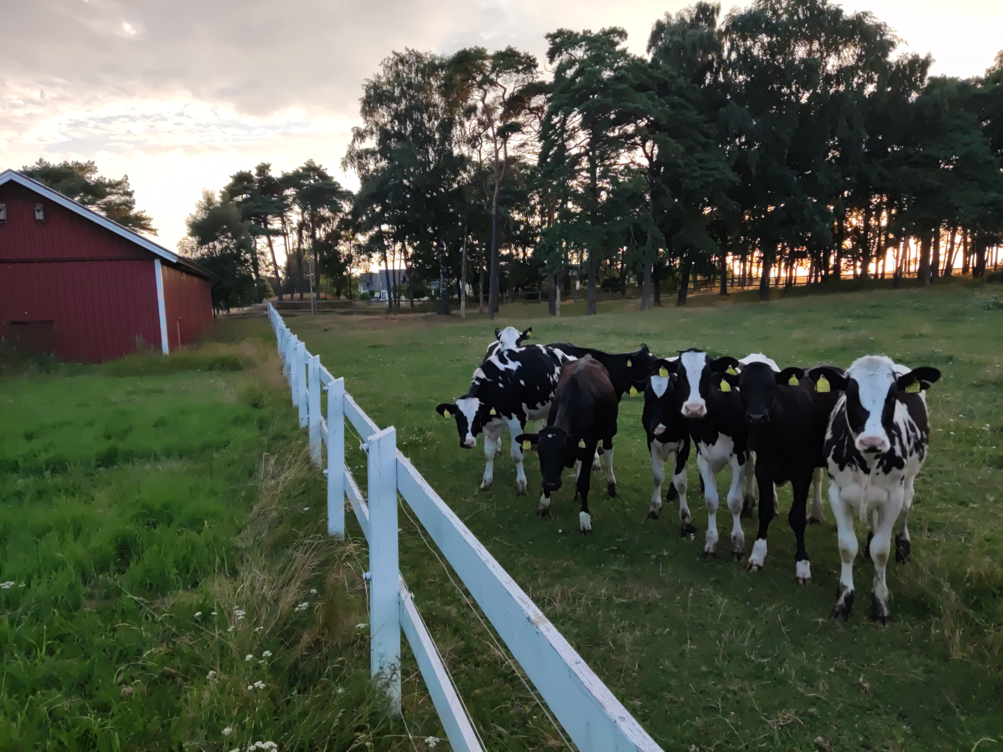 The neighbour's heifers