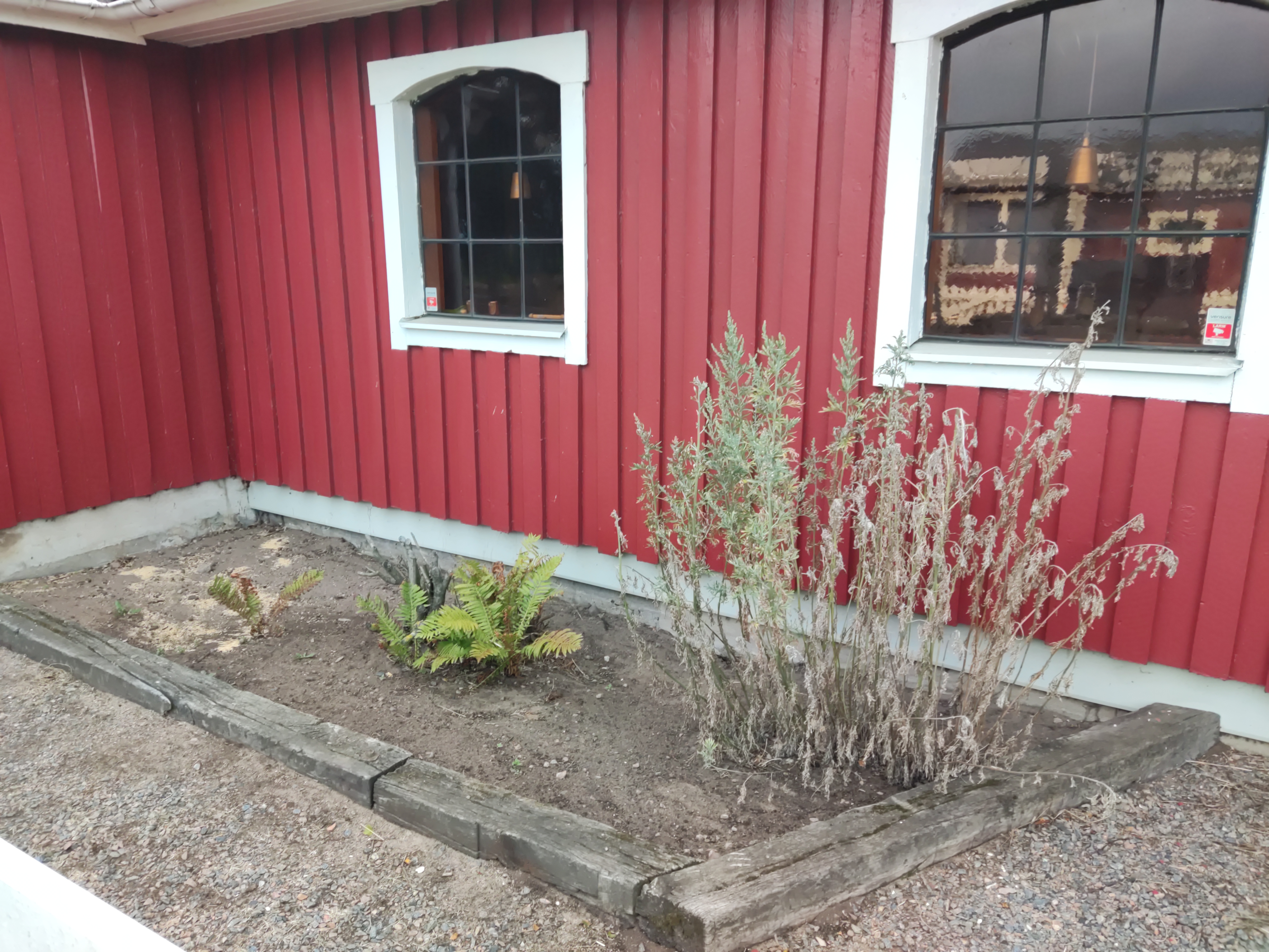 Absinth bush, struggling in the sand soil