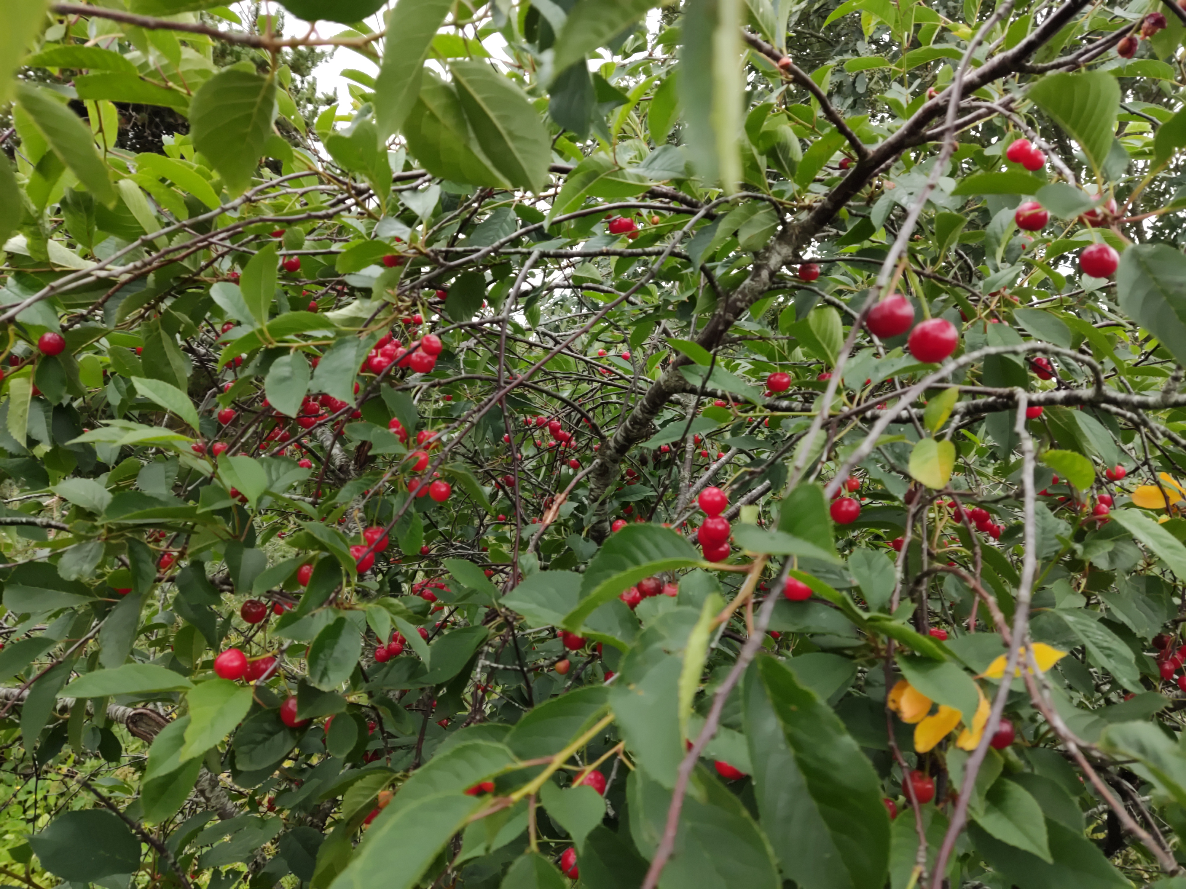 Wild cherry trees here and there, full of fruit