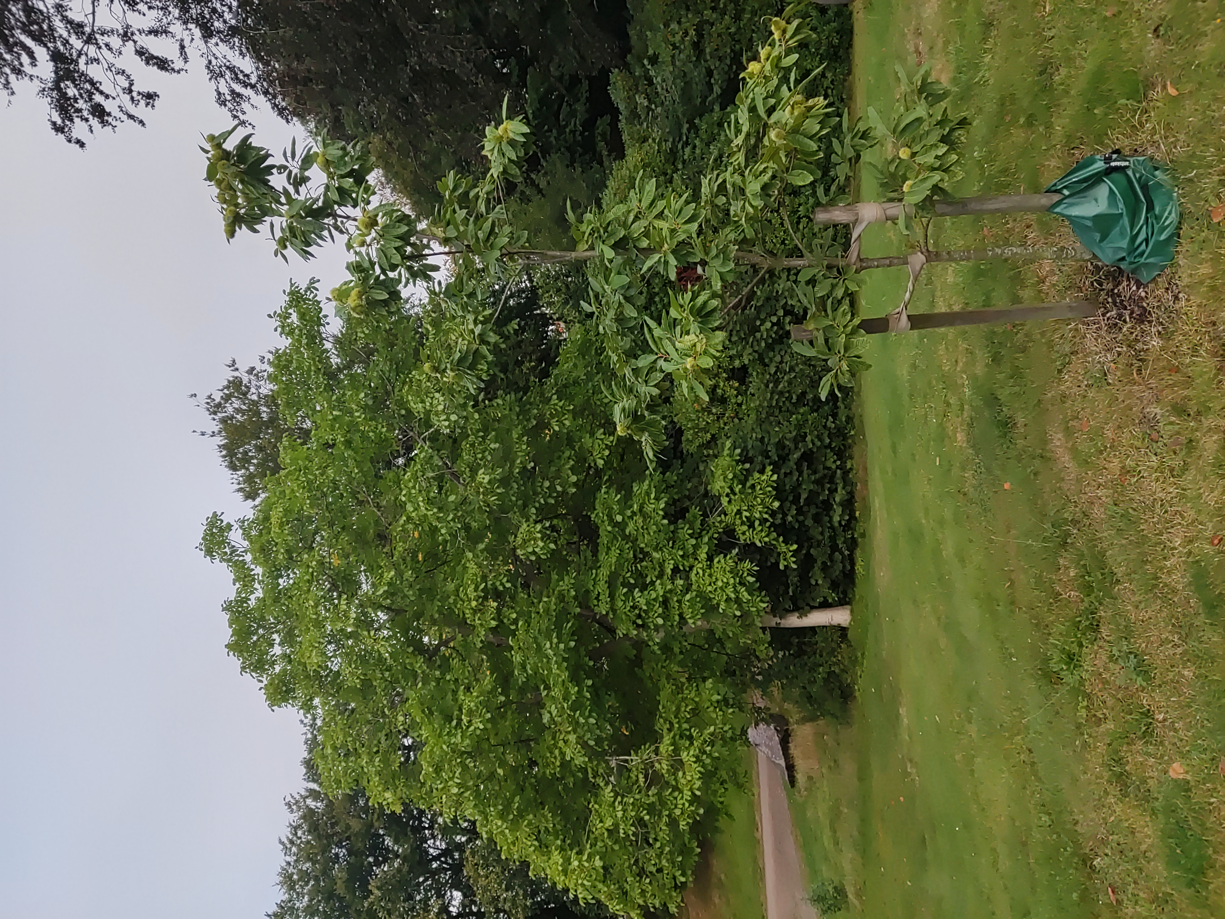 Walnut tree and a young chestnut tree in front, in the city park of Laholm, Sweden