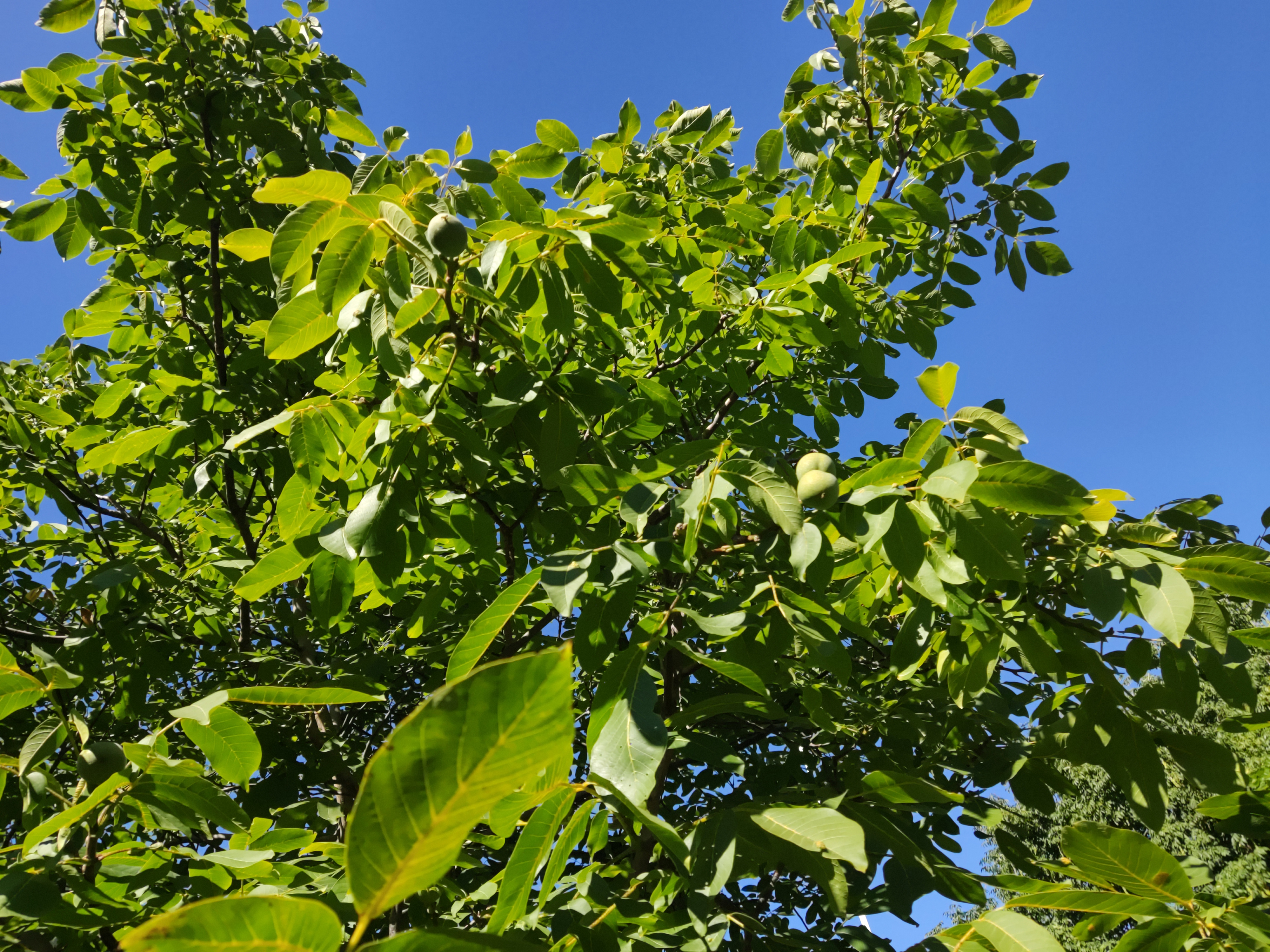 Walnut tree in the Chalmers Park, Göteborg, Sweden