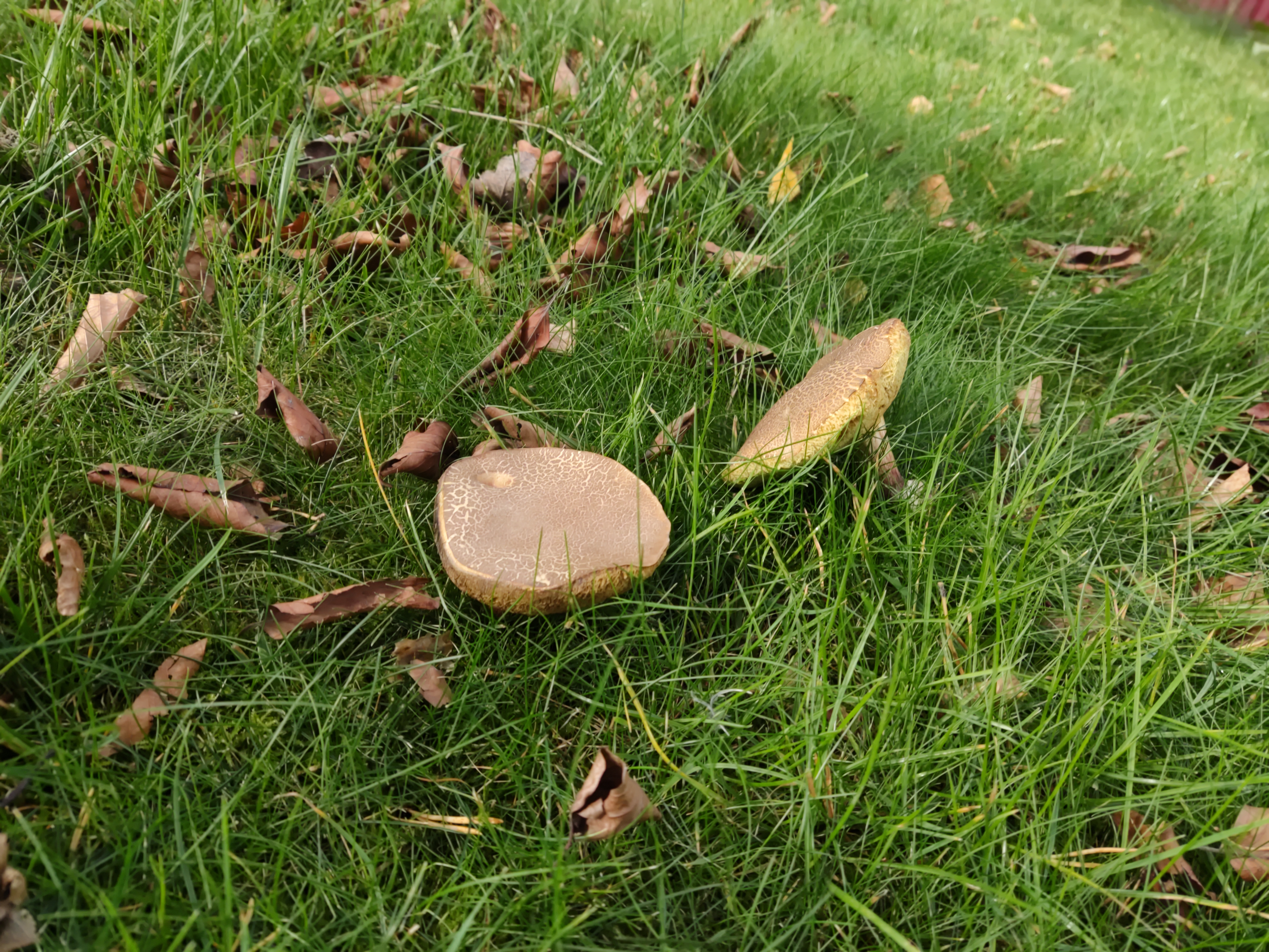 Sepia bolete